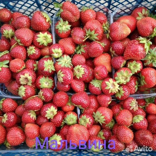 Рассада сортовой клубники