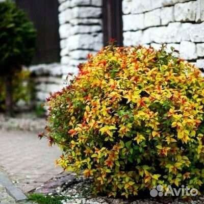 Спирея Мэджик Карпет