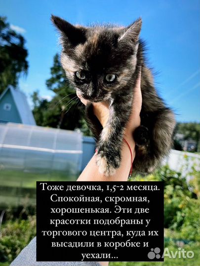 Котята в добрые руки