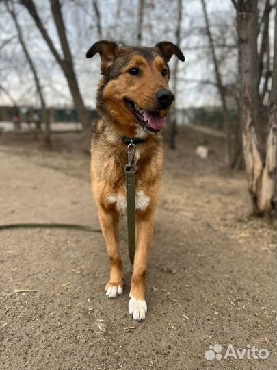 Приютский пес ищет хозяев