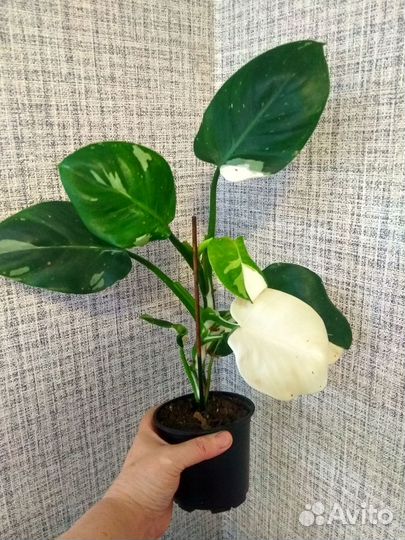 Филодендрон white wizard