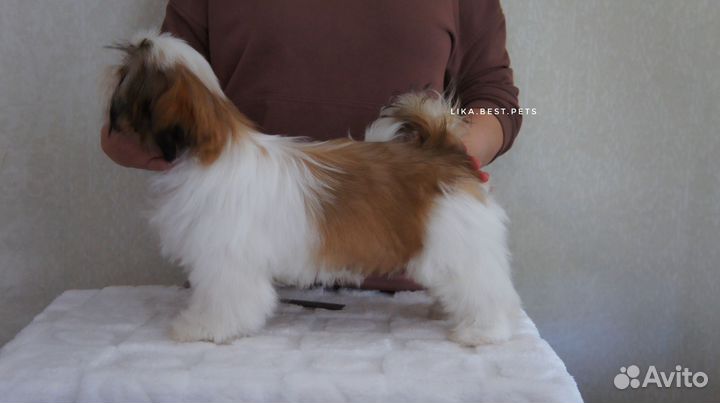 Кукольная девочка ши-тцу РКФ