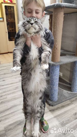 Мейн-кун вязка