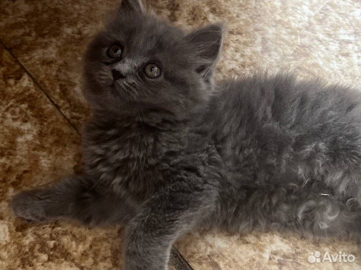 Шотландская кошка