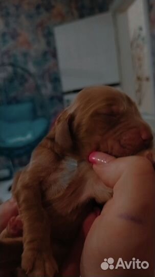 Английский кокер спаниель в добрые руки