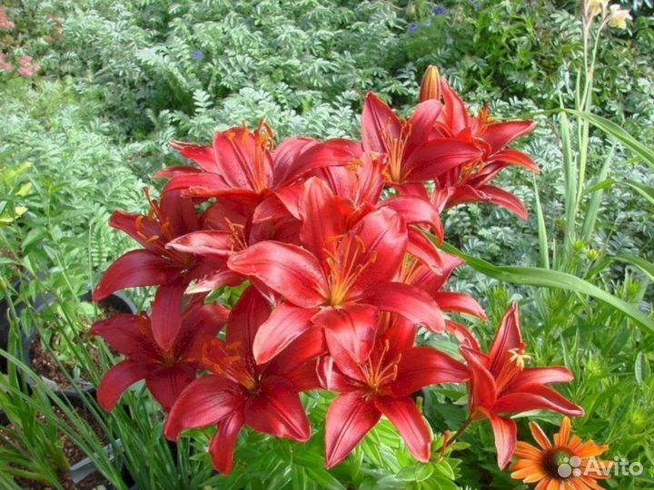 Лилия саженцы Тайни Хоуп