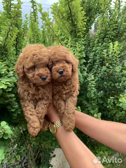 Щенки той пуделя