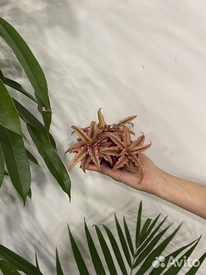 Криптантус