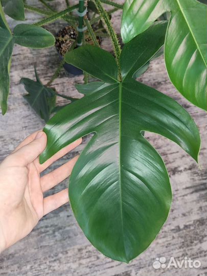 Филодендроны Чешуеносный