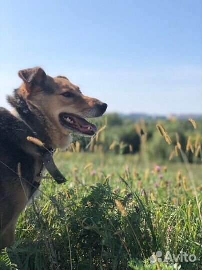 Собака Мона