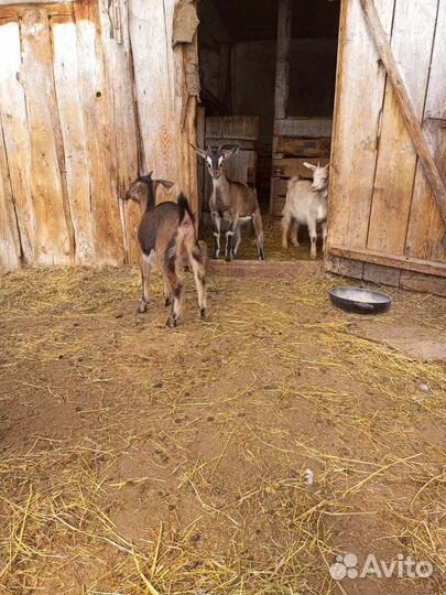 Альпийские козлята, 2козочки и козлик