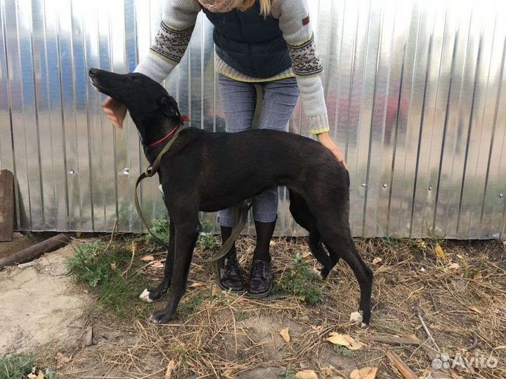 Собака в добрые руки