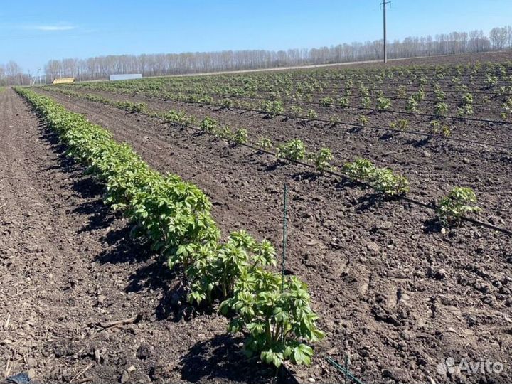 Саженцы пионов сорт Кенди Страйп