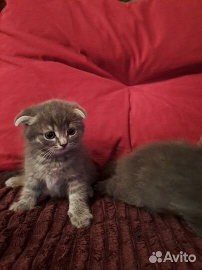 Шотландские котята