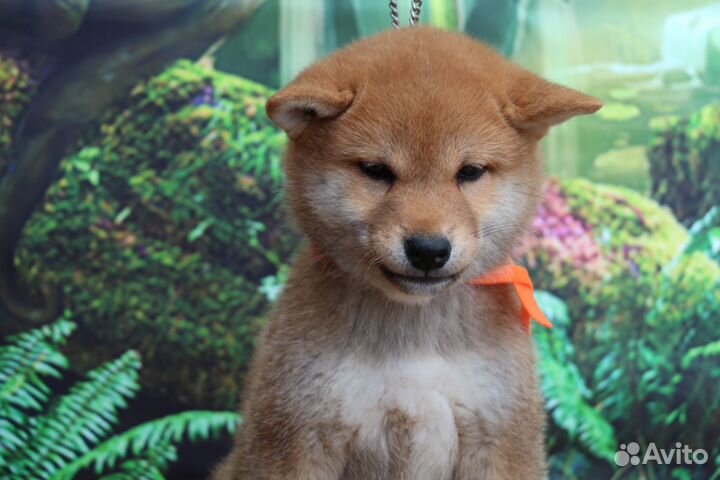 Красивая девочка сиба