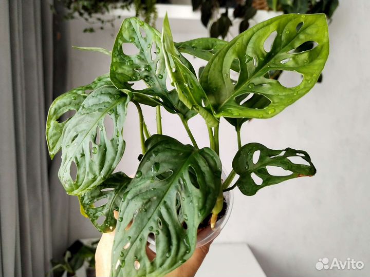 Ароидные: аглаонема монстера филодендрон