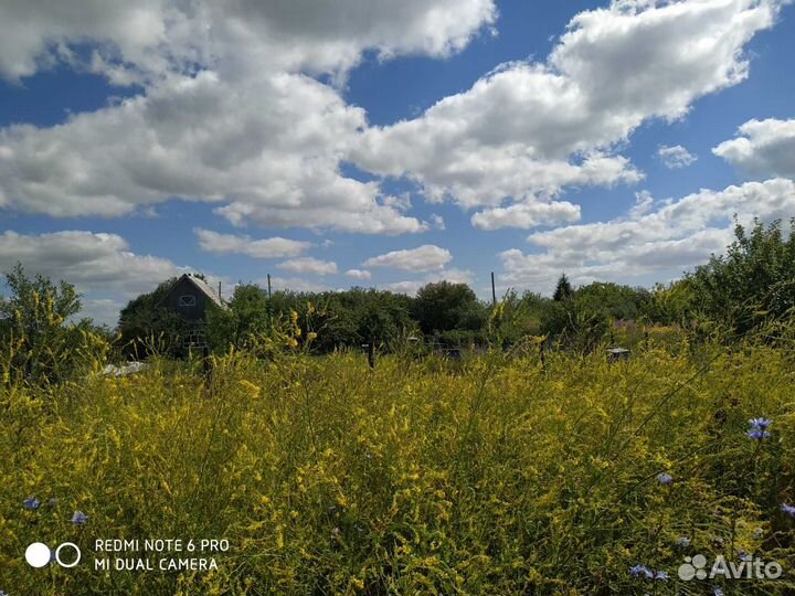 Мёд цветочный 2023, мед в сотах