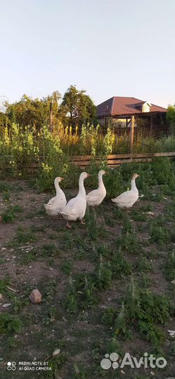 Гуси годовалые, семья