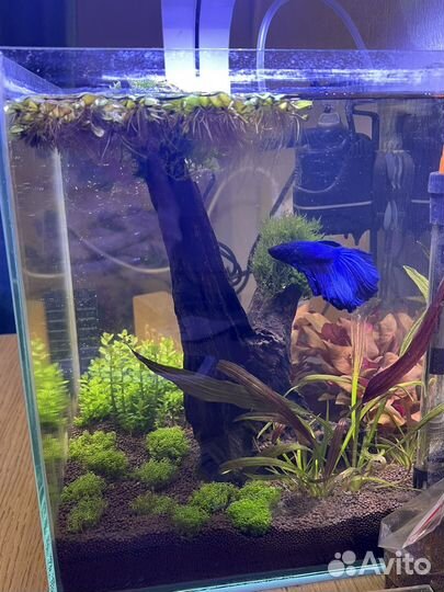 Аквариум с рыбками и растениями