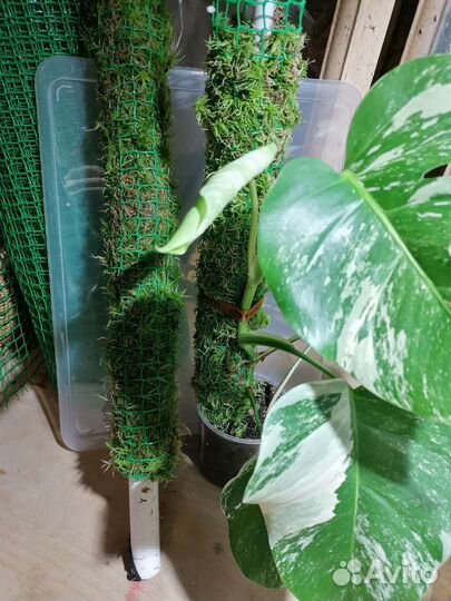 Тотем опора для растений