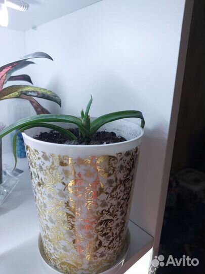 Коланхоэ и Алоэ