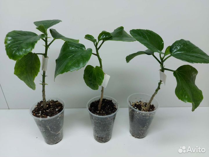 Гибискусы сортовые