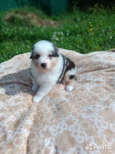 Мальчики Аусси