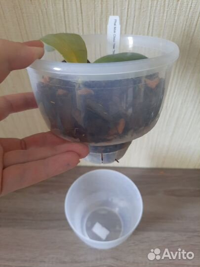 Орхидея Фаленопсис Mok Choy Yew blue, мериклон