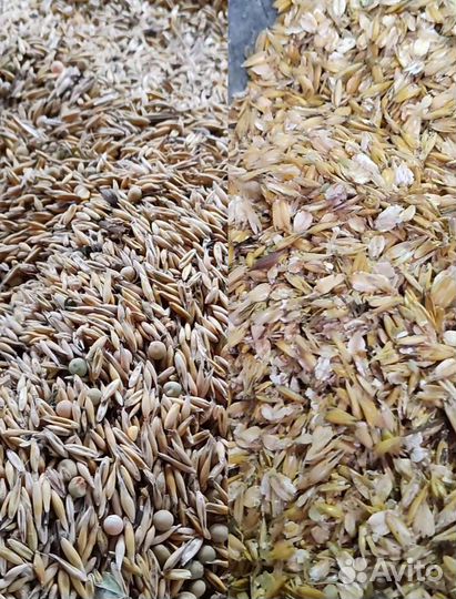 Корма для животных Плющенное зерно