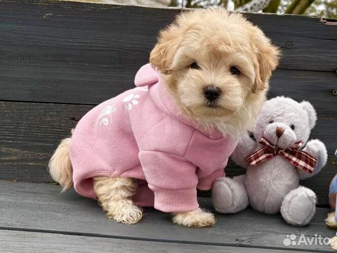 Мальтипу f1 мини мальчик. Реальные фото. TOP