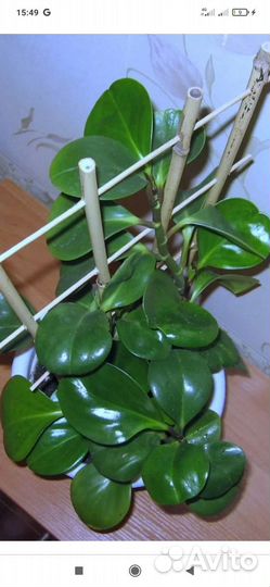 Пеперомия изумрудная