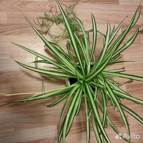 Хлорофитум полосатый