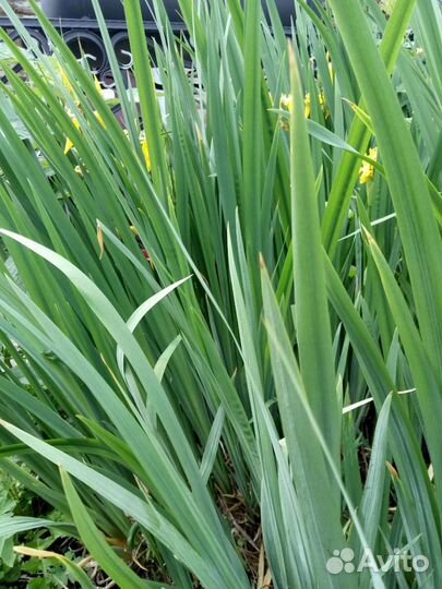 Ирис, многолетний. Хоста,Лилии,Незабудки (низкие)