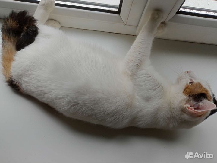 Отдам кошечку в добрые руки