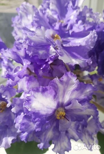 Листик фиалки