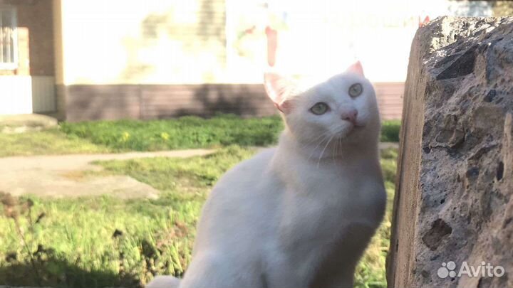 Котик