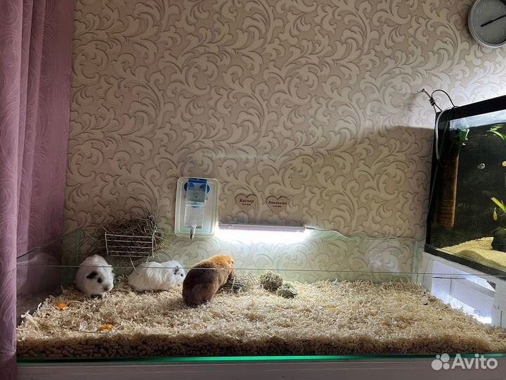 Стеклянный короб