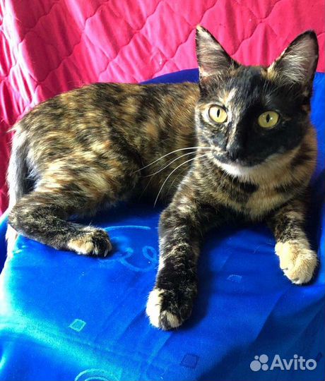 Котики и кошечки Приют