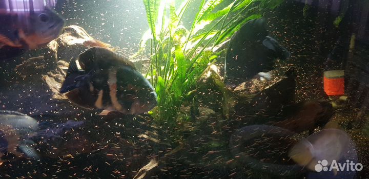 Корм для аквариумных рыб