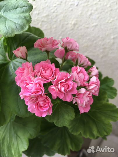 Герань пеларгония Australian Pink