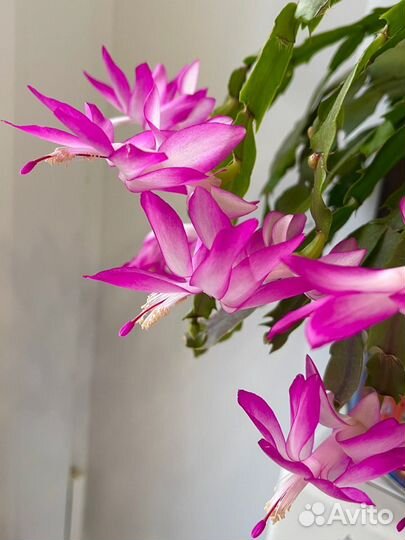 Декабрист шлюмбергера “Дарк Ева»