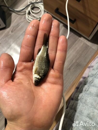 Малек карася