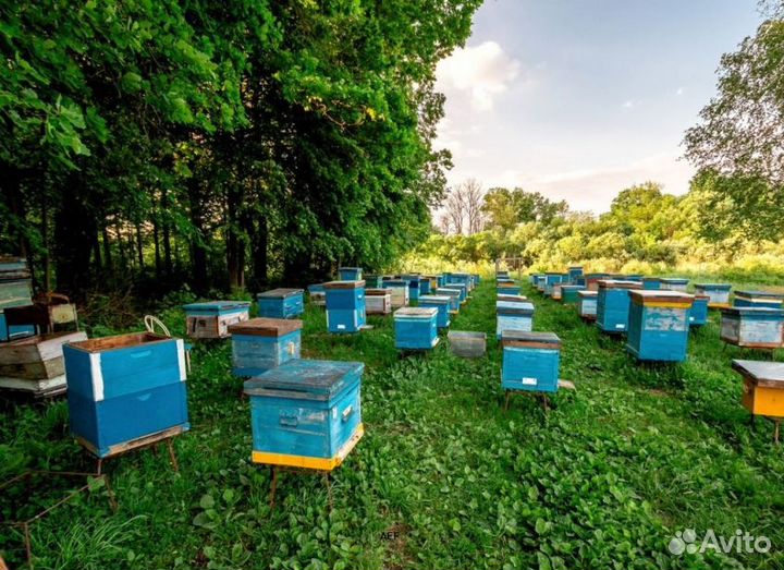 2024 Мёд натуральный алтайский опт