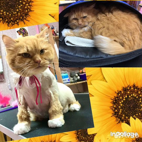 Делаю самые красивые стрижки вашим питомцам