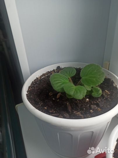 Фиалка, алое