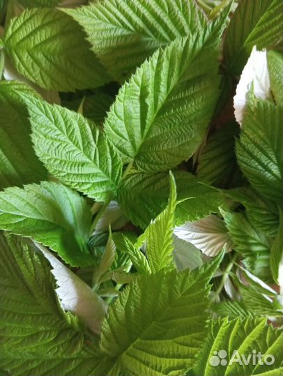 Листья.малина.тархун.смородина.жасмин.иван-чай