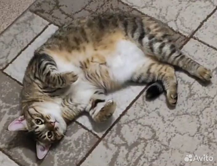 Этель Л. Войнич собрание сочинений в 3 томах 1975