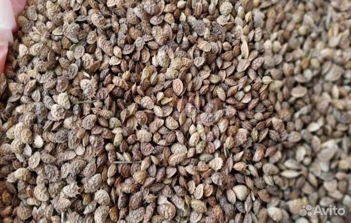 Эспарцет. Семена эспарцета