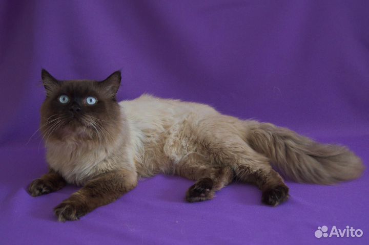 Невская маскарадная