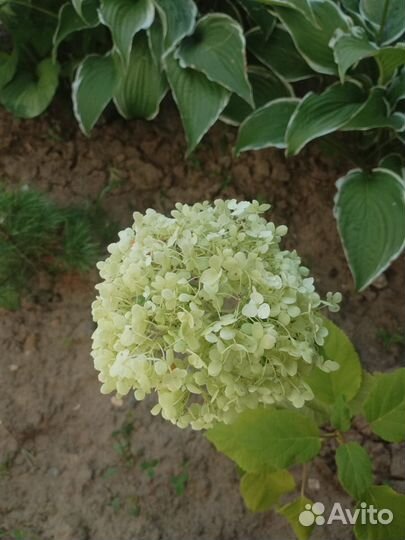 Гортензия древовидная Баунти
